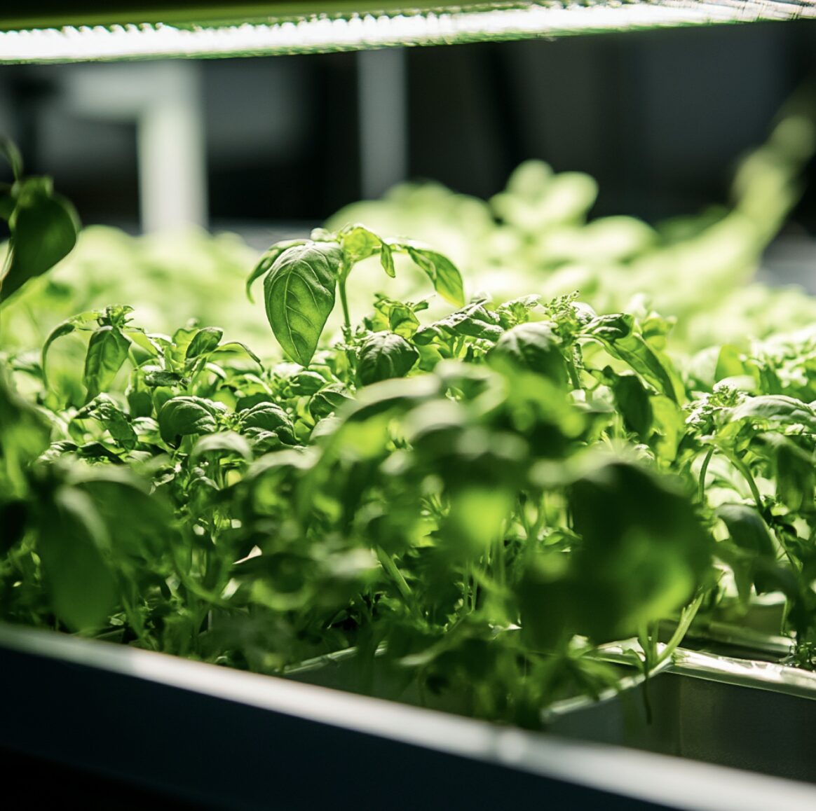 Wearable Tech for Plants: Can Smart Devices Help Your Garden Thrive?